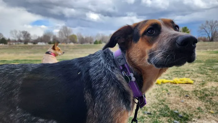 NoCo Spay & Neuter 12