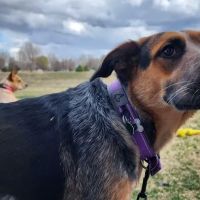 NoCo Spay & Neuter ico
