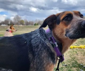 NoCo Spay & Neuter