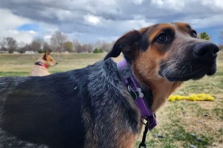 NoCo Spay & Neuter