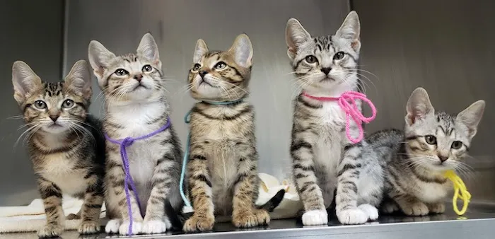 NoCo Spay & Neuter 12