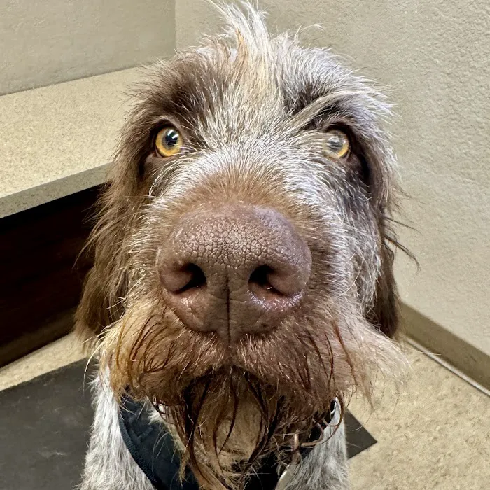 Berthoud Animal Hospital 12