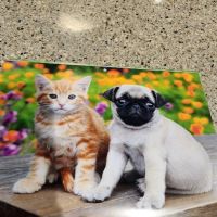 Berthoud Animal Hospital ico