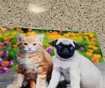 Berthoud Animal Hospital