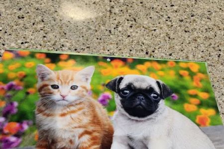 Berthoud Animal Hospital