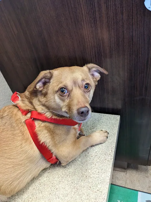 Berthoud Animal Hospital 12