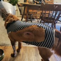 Animal Health At Home ico