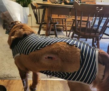 Animal Health At Home