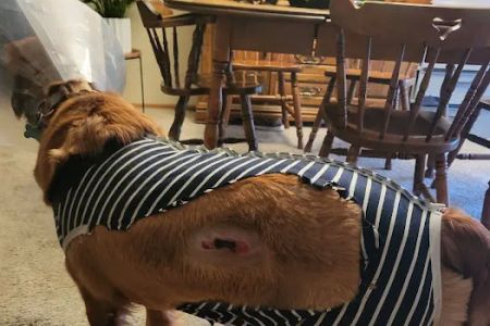 Animal Health At Home