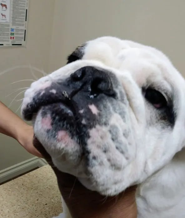 Animal Health At Home 12