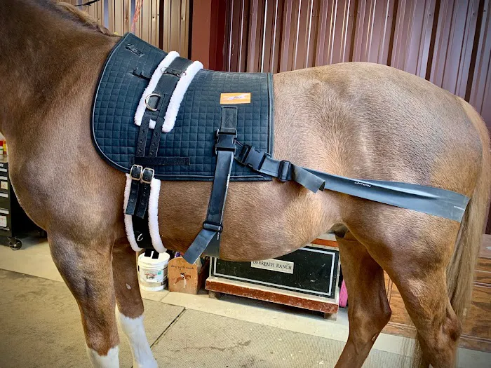 Front Range Equine Performance & Rehabilitation 12