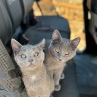 Coyote Ridge Veterinary Clinic ico