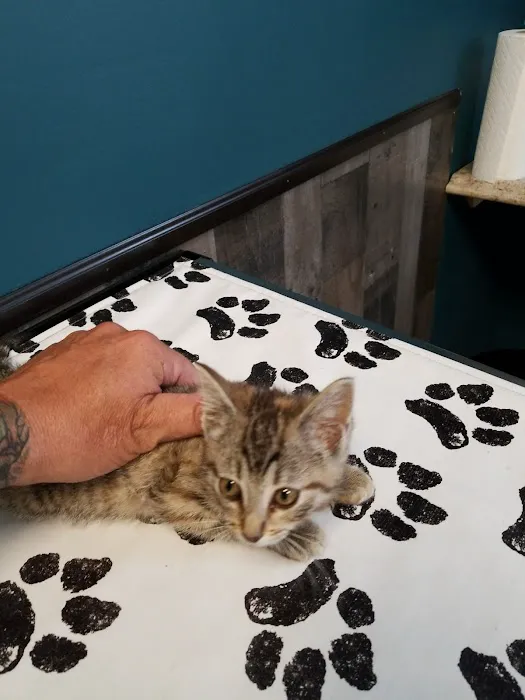 The Musketeers Veterinary Practice 6