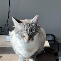 Living Springs Veterinary Care and Pet Boarding ico