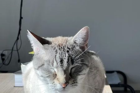 Living Springs Veterinary Care and Pet Boarding