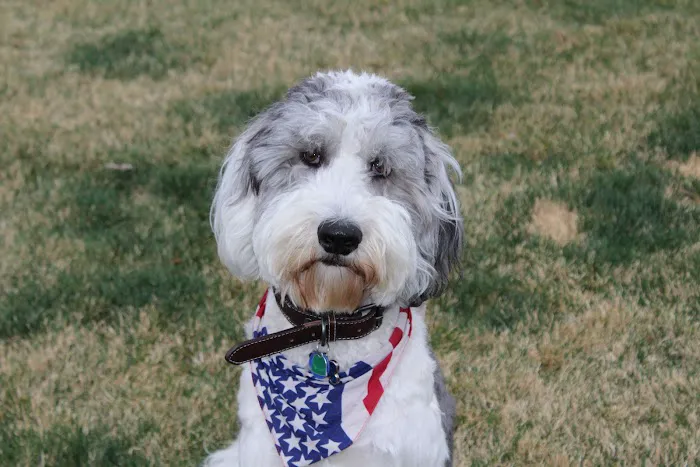 Living Springs Veterinary Care and Pet Boarding 12