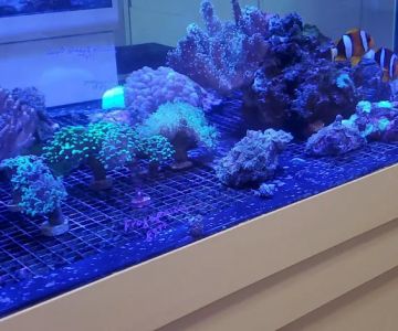 The Big Little Fish Store