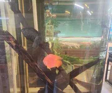 A-Z Aquatic LLC