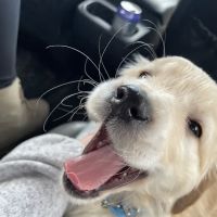 Tender Care Veterinary Center ico