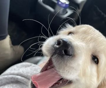 Tender Care Veterinary Center