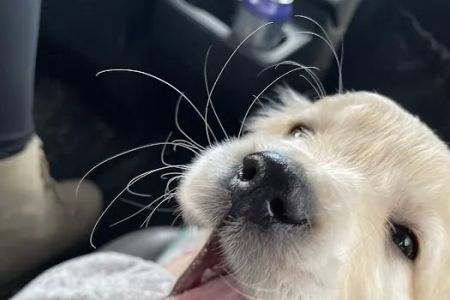 Tender Care Veterinary Center
