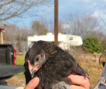 MR. Blue Skies Game Bird And Poultry