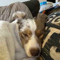 Northgate Animal Hospital ico