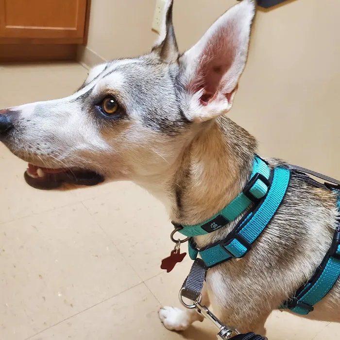 Timberview Animal Hospital 12