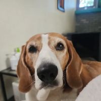 Timberview Animal Hospital ico