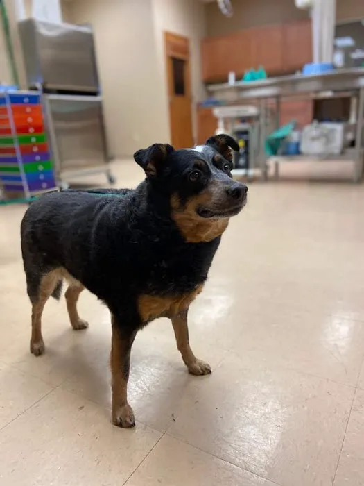 Timberview Animal Hospital 12