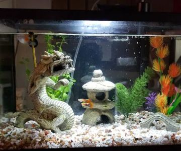 Exotic Aquatics