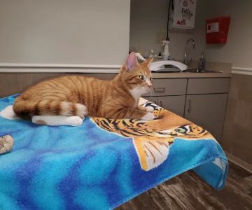 Strasburg Vet Health