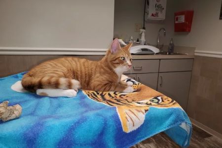 Strasburg Vet Health