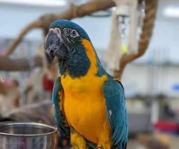 Birdiac's Bird Shop