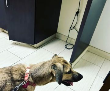 VCA Smoketown Animal Hospital