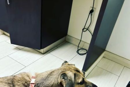 VCA Smoketown Animal Hospital