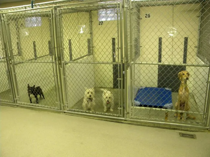VCA Smoketown Animal Hospital 12