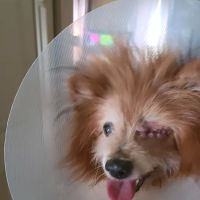 Conestoga Animal Hospital Inc. ico