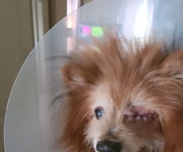 Conestoga Animal Hospital Inc.