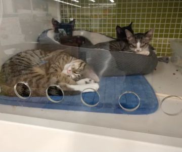 Petco