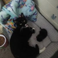 Adamstown Veterinary Hospital: O'Neill John R DVM ico