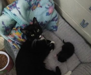 Adamstown Veterinary Hospital: O'Neill John R DVM