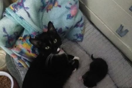 Adamstown Veterinary Hospital: O'Neill John R DVM