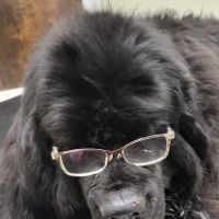 Adamstown Veterinary Hospital ico