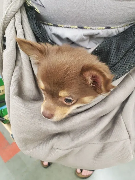 VIP Petcare Vaccination Clinic 1