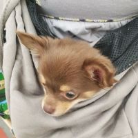 VIP Petcare Vaccination Clinic ico