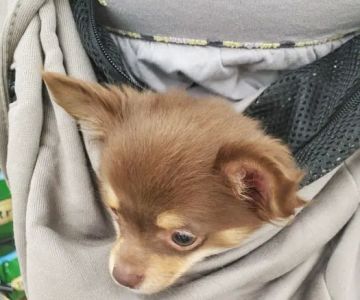 VIP Petcare Vaccination Clinic