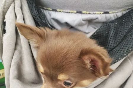VIP Petcare Vaccination Clinic