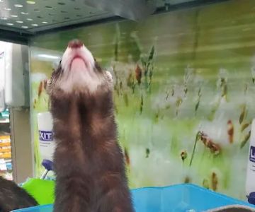 Petco