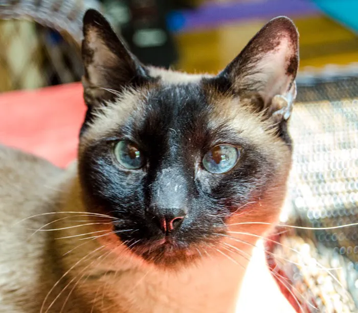 Dr. Fausel's Home Veterinary Care 12